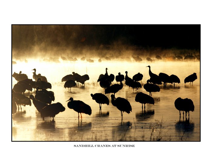 28 sandhill cranes at sunrise.jpg